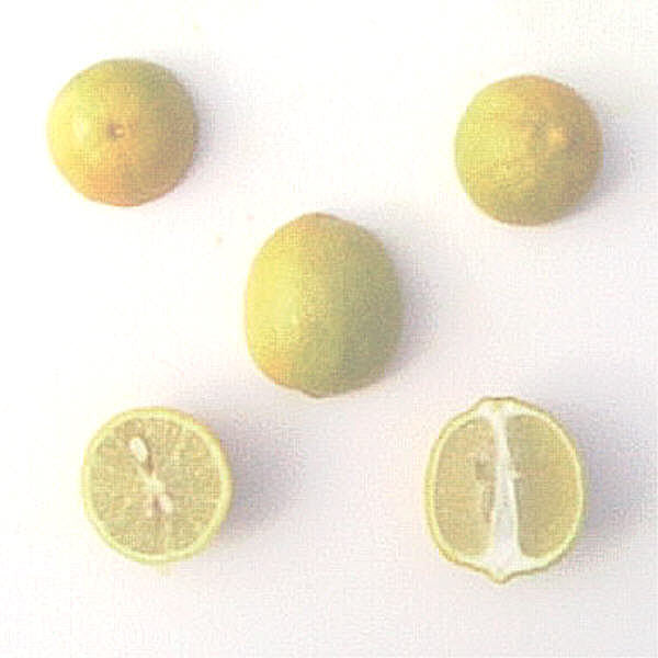 Thornless Mexican Lime Budwood citrus plant material online shopping