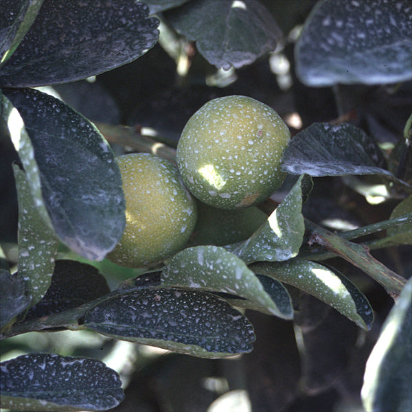 Thornless Mexican Lime Budwood citrus plant material online shopping