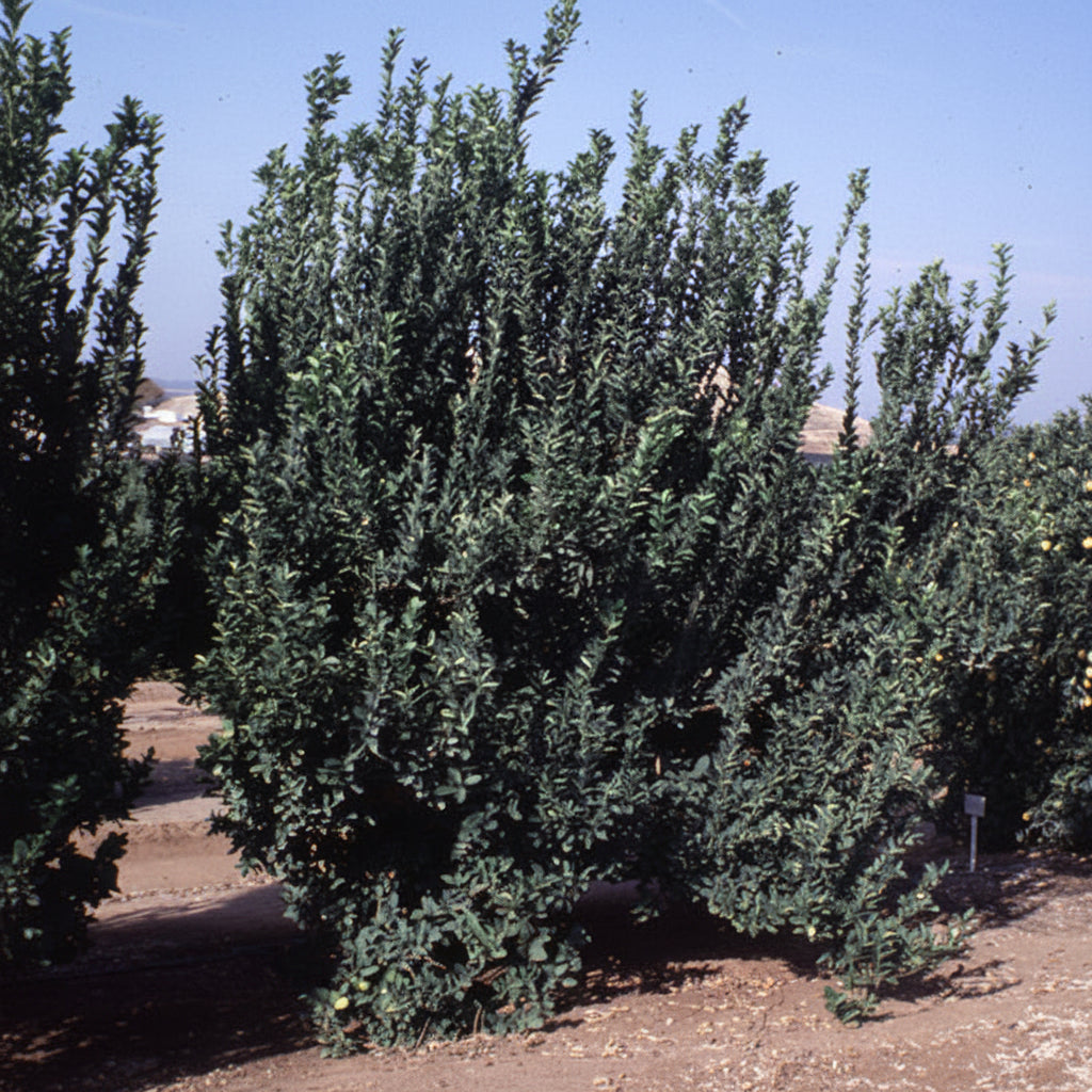 Mexican Thornless Lime Plant citrus plant material online shopping