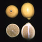 Genoa Lemon Plant citrus plant material online shopping