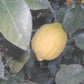 Genoa Lemon Budwood citrus plant material online shopping