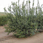 Genoa Lemon Plant citrus plant material online shopping