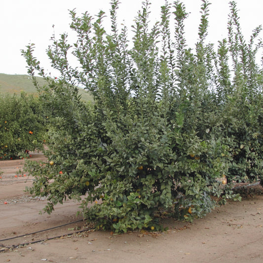 Genoa Lemon Plant citrus plant material online shopping