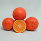 Sidi Aissa Clementine Budwood citrus plant material online shopping