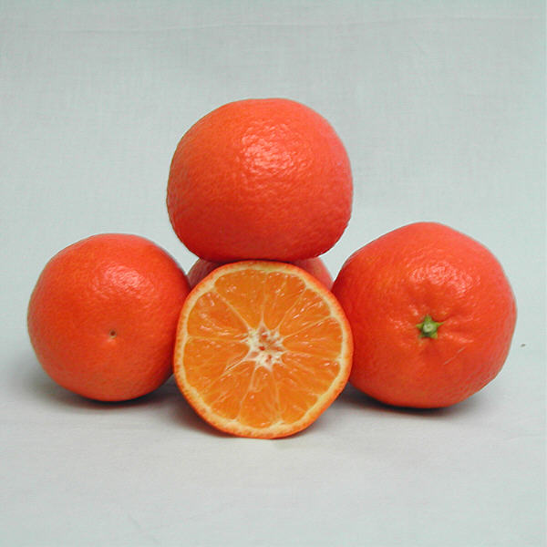 Sidi Aissa Clementine Budwood citrus plant material online shopping