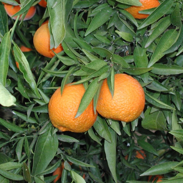 Sidi Aissa Clementine Budwood citrus plant material online shopping