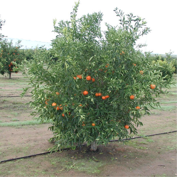 Sidi Aissa Clementine Budwood citrus plant material online shopping