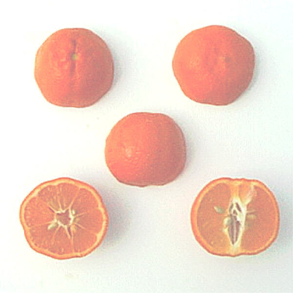 Borneo Red Rangpur Lime Budwood citrus plant material online shopping