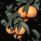 Borneo Red Rangpur Lime Budwood citrus plant material online shopping