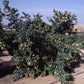 Borneo Red Rangpur Lime Budwood citrus plant material online shopping