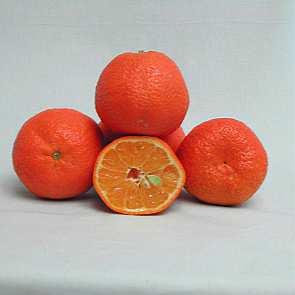 Oroval Clementine Budwood citrus plant material online shopping