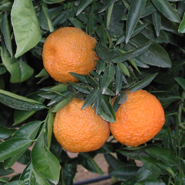 Oroval Clementine Budwood citrus plant material online shopping