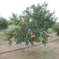 Oroval Clementine Budwood citrus plant material online shopping