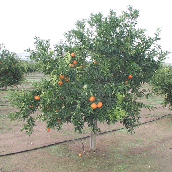 Oroval Clementine Budwood citrus plant material online shopping