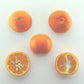 Fina Clementine Budwood citrus plant material online shopping