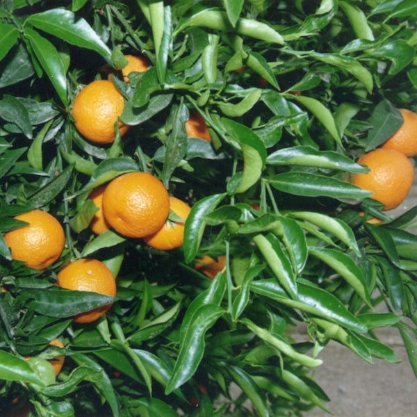 Fina Clementine Budwood citrus plant material online shopping