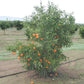 Fina Clementine Budwood citrus plant material online shopping