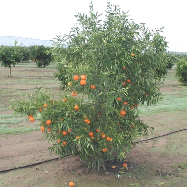 Fina Clementine Budwood citrus plant material online shopping