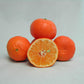 Nules Clementine Budwood citrus plant material online shopping