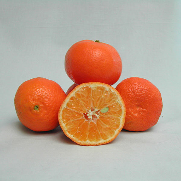 Nules Clementine Budwood citrus plant material online shopping