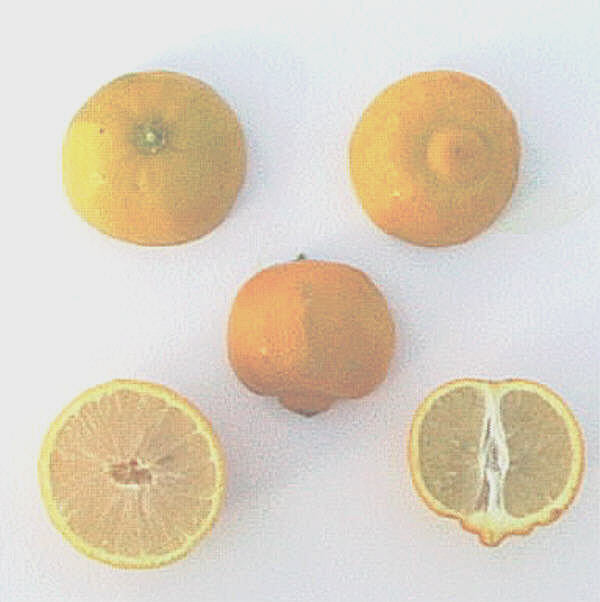 Marrakech Limonette Limetta Budwood citrus plant material online shopping