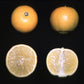 Pomona Sweet Lemon Budwood citrus plant material online shopping