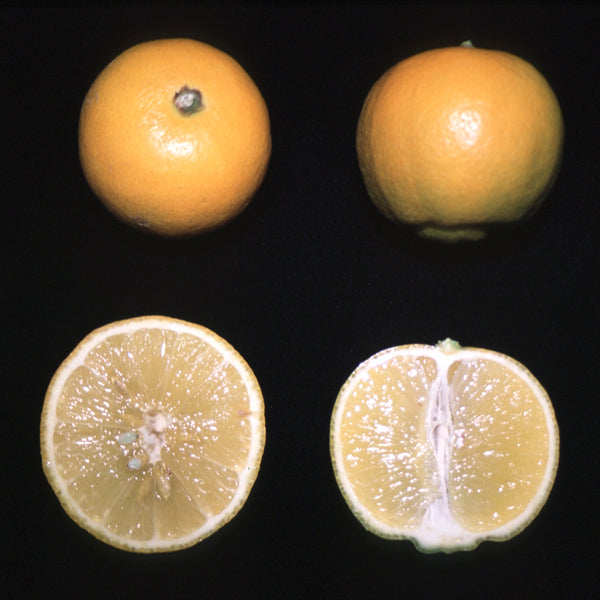 Pomona Sweet Lemon Budwood citrus plant material online shopping