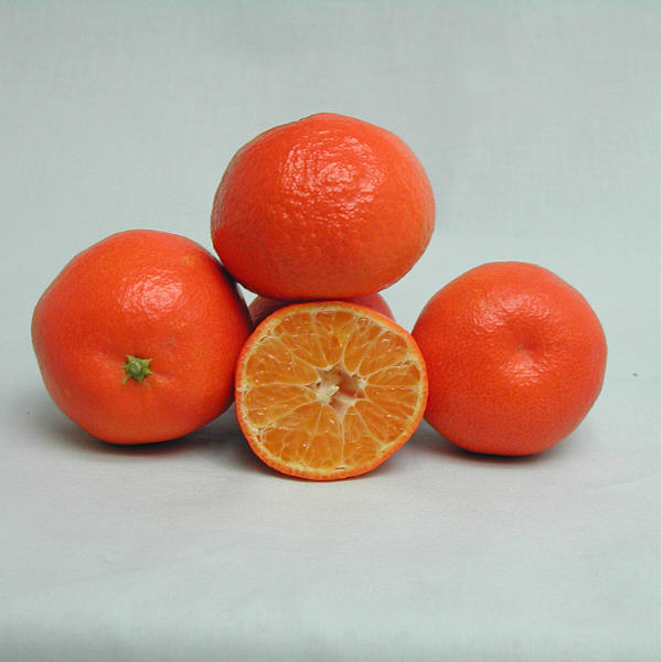 Corsica #1 Clementine Budwood citrus plant material online shopping