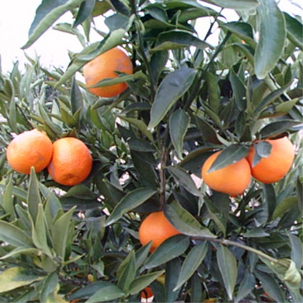 Corsica #1 Clementine Budwood citrus plant material online shopping