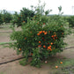 Corsica #1 Clementine Budwood citrus plant material online shopping