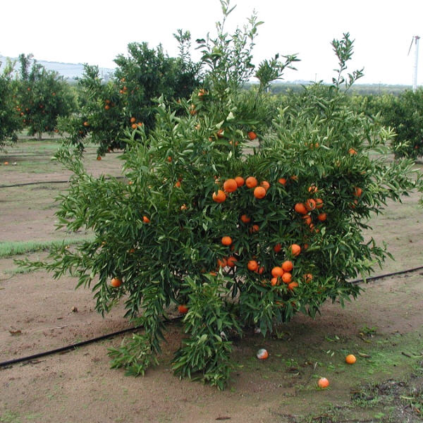 Corsica #1 Clementine Budwood citrus plant material online shopping