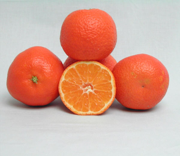 SRA 63 Clementine Budwood citrus plant material online shopping