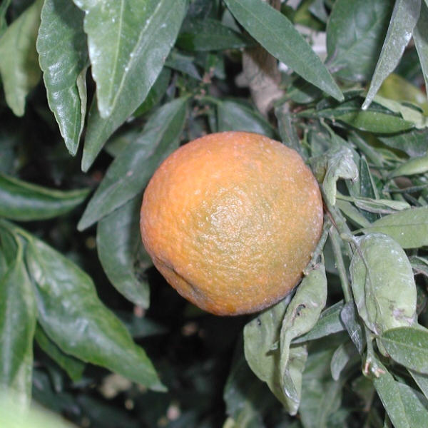 SRA 63 Clementine Budwood citrus plant material online shopping
