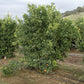 SRA 63 Clementine Budwood citrus plant material online shopping