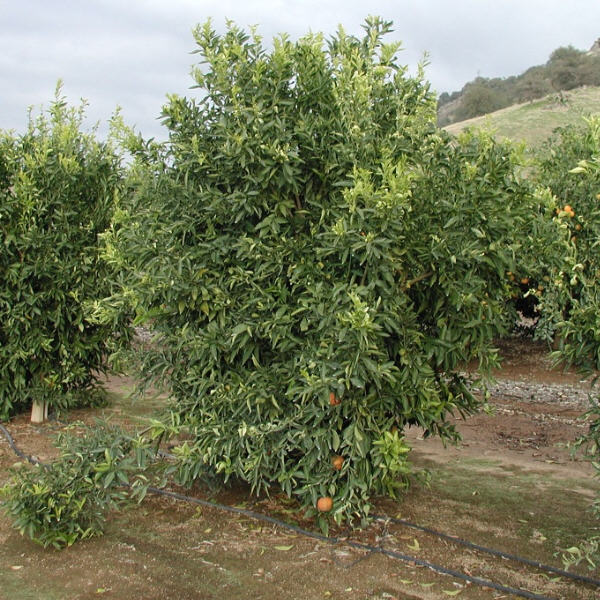 SRA 63 Clementine Budwood citrus plant material online shopping