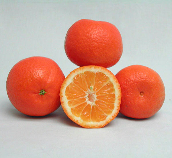 SRA 92 Clementine Budwood citrus plant material online shopping