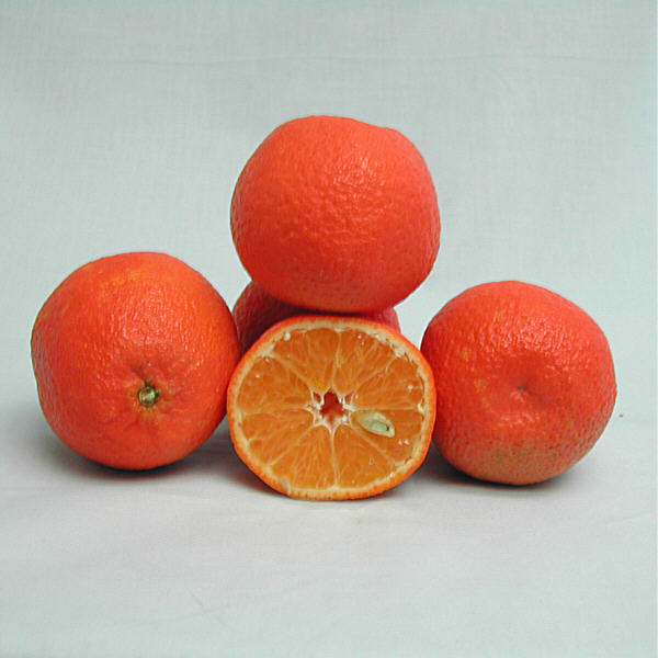 Marisol Clementine Budwood citrus plant material online shopping
