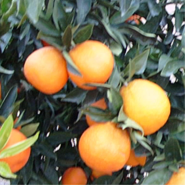Marisol Clementine Budwood citrus plant material online shopping