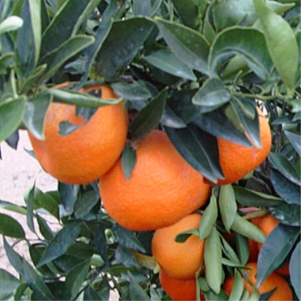 Clemenules Clementine Budwood citrus plant material online shopping