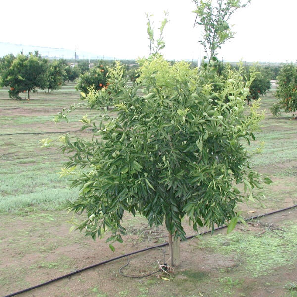 Clemenules Clementine Budwood citrus plant material online shopping