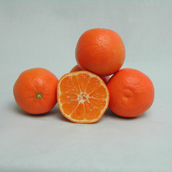 Nour Clementine Budwood citrus plant material online shopping