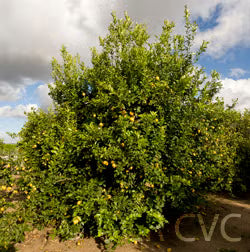Villafranca Lemon Plant citrus plant material online shopping