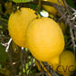 Villafranca Lemon Plant citrus plant material online shopping