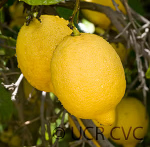 Villafranca Lemon Plant