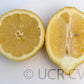Villafranca Lemon Plant citrus plant material online shopping