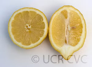Villafranca Lemon Plant citrus plant material online shopping