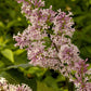 Minuet Lilac lilac plant online shopping