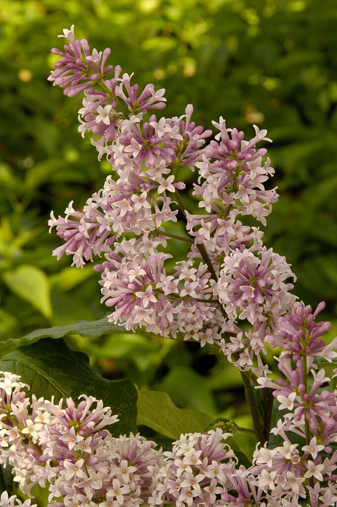 Minuet Lilac lilac plant online shopping