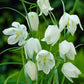 Meleagris Alba Fritillaria Bulbs