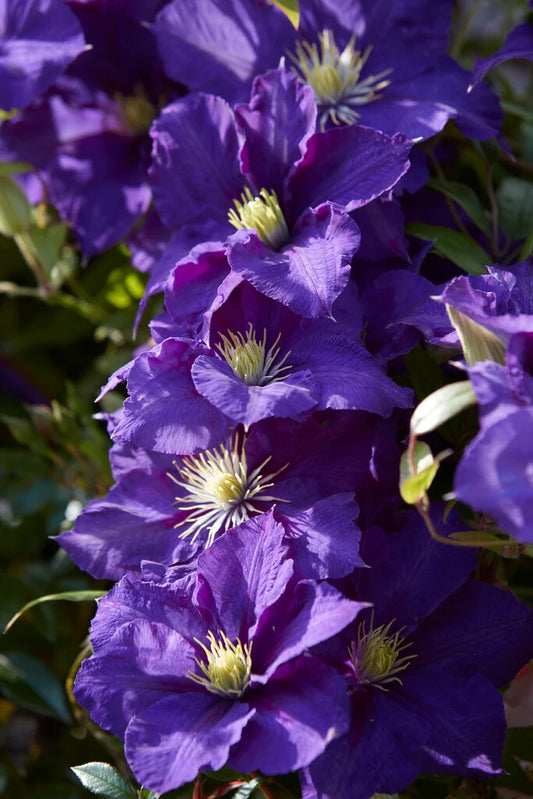 Lady Betty Balfour Clematis Vine